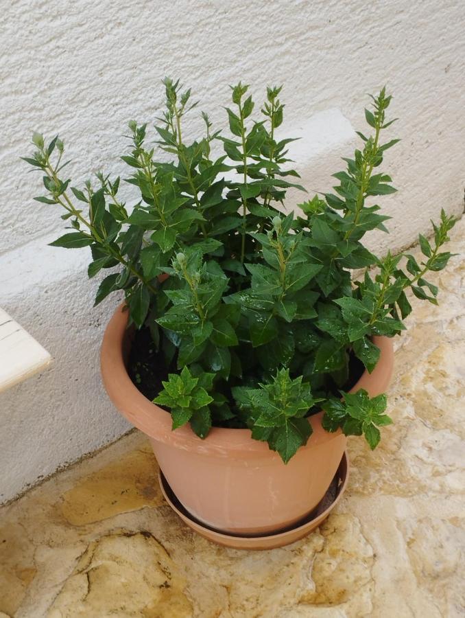 Apartmani Lucica Jezera Εξωτερικό φωτογραφία